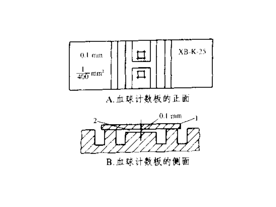高中生物-必修3-血球计数板使用及相关计算知识分享.ppt_第2页