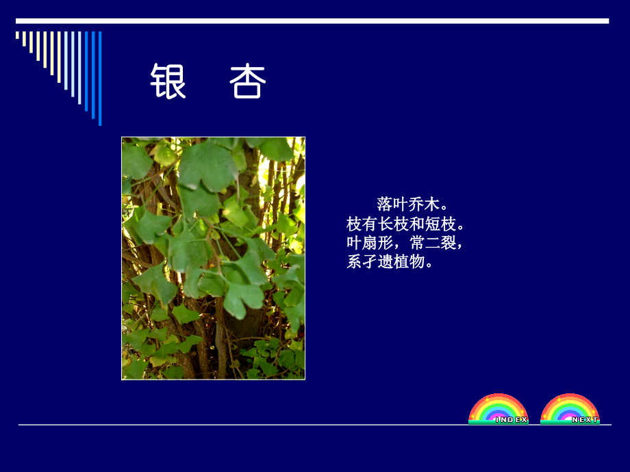 50种常见植物备课讲稿.ppt_第2页
