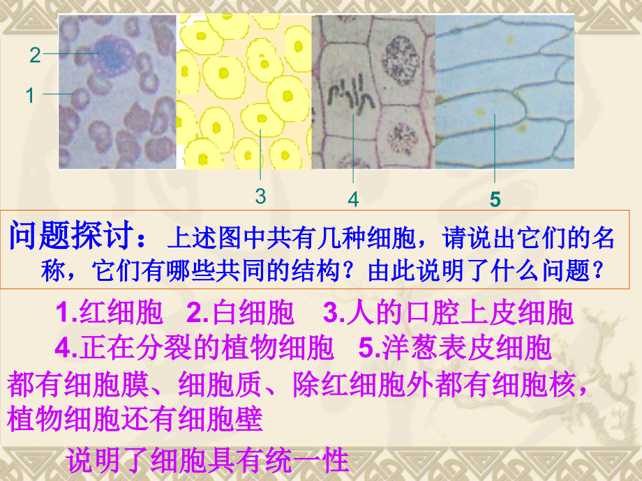 人教版必修1第一章第二节细胞的多样性和统一性(共41张PPT)教案资料.ppt_第2页