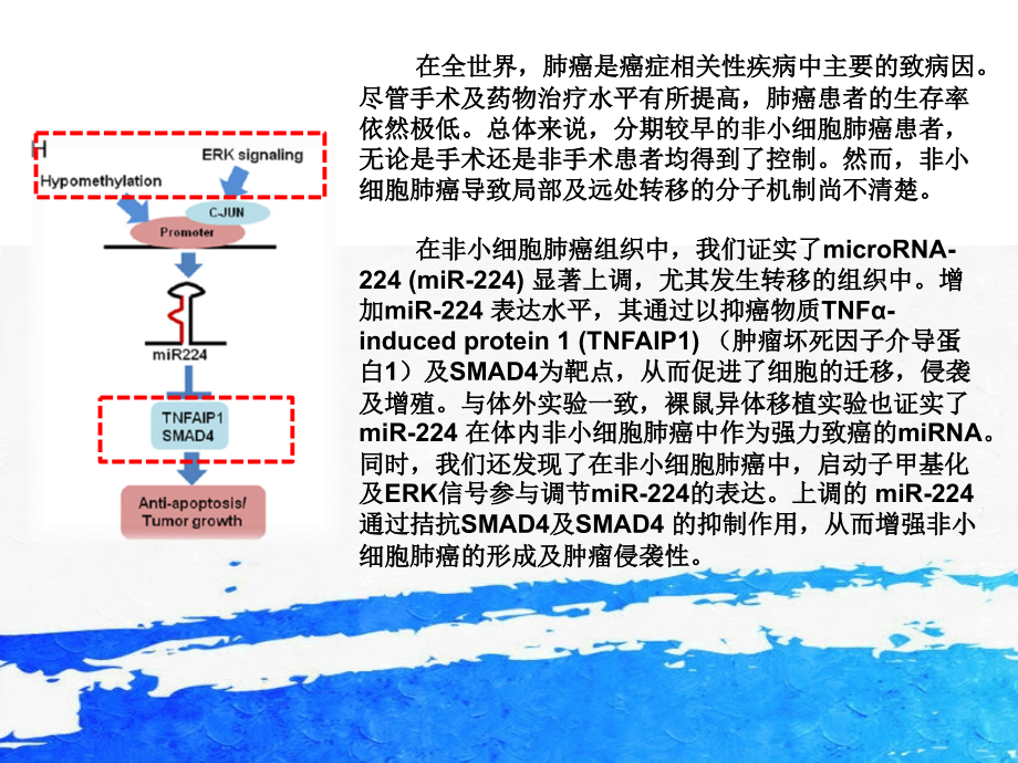 科研英文文献汇报英文ppt--MicroRNA复习课程.ppt_第2页