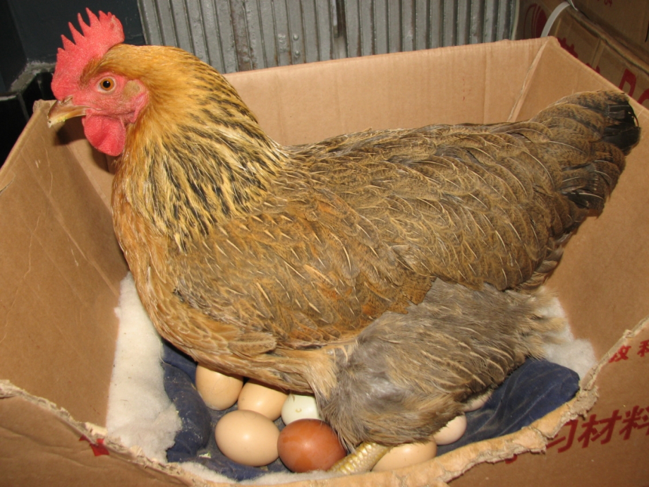 哪些动物会生蛋教学提纲.ppt_第2页