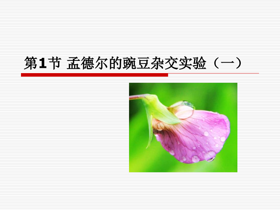 孟德尔的豌豆杂交实验一(公开课)教学教材.ppt_第1页