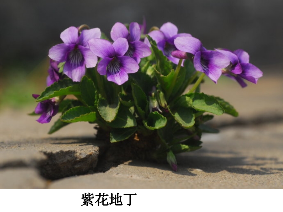 50种常见野花野草讲课稿.ppt_第2页