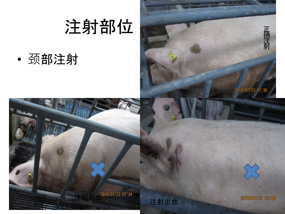 猪注射部位图片培训讲学.ppt_第2页