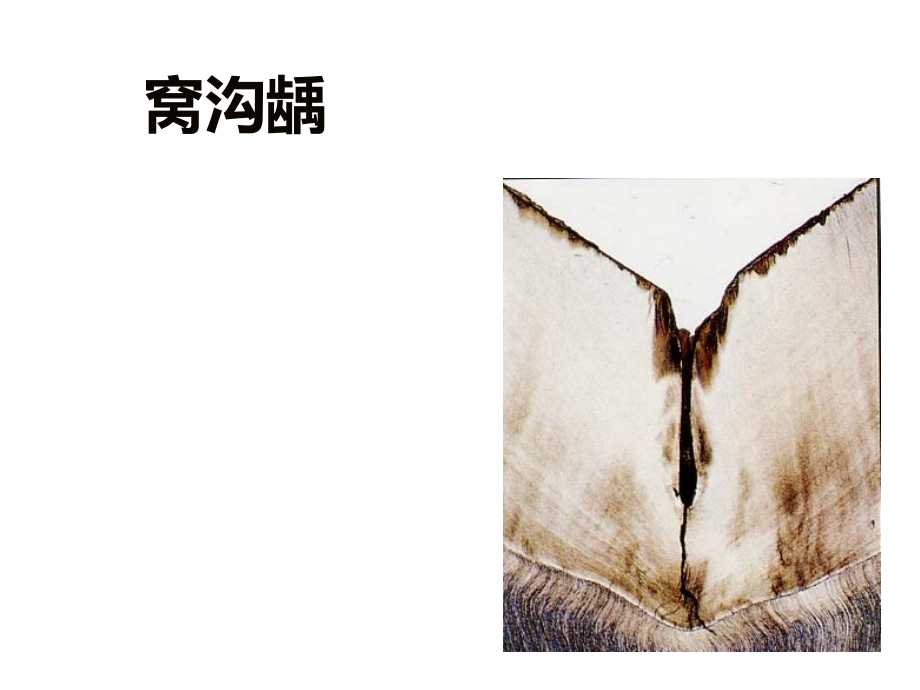 窝沟龋、牙本质龋备课讲稿.ppt_第2页