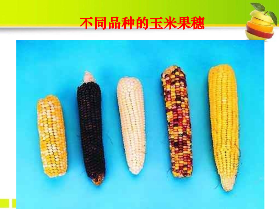 《生物的变异》ppt课件资料讲解.pptx_第2页