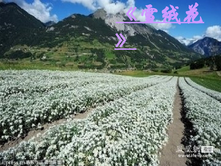 《雪绒花》音乐课件.ppt_第2页