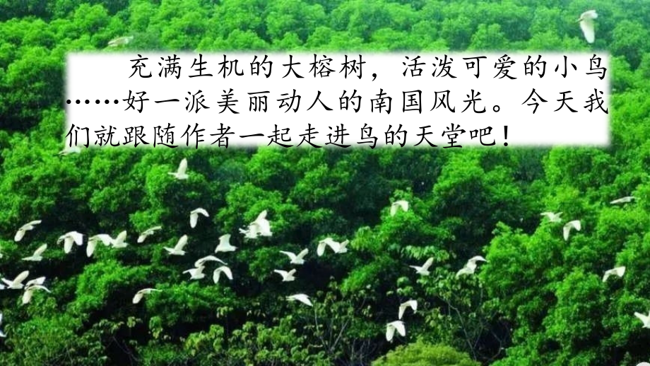 部编版五年级语文23-鸟的天堂.ppt_第1页