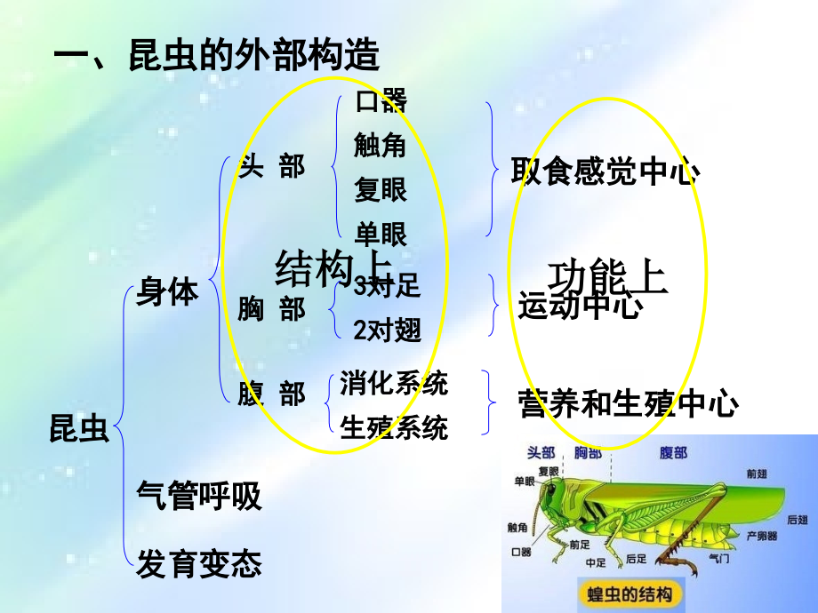 昆虫的基础知识.ppt_第2页