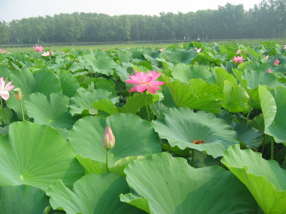 江南-(部编版).ppt_第2页