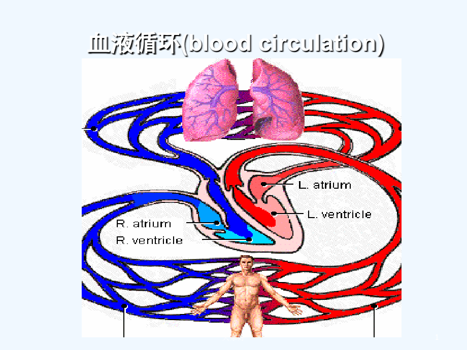 心血管系统生理-PPT.ppt_第1页