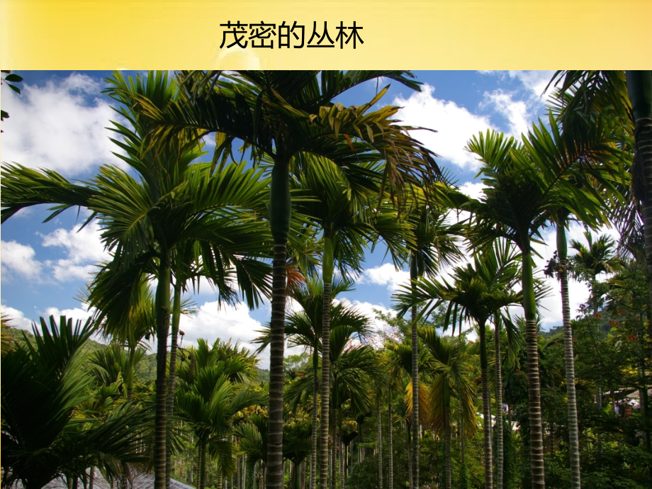 槟榔的危害.ppt_第1页