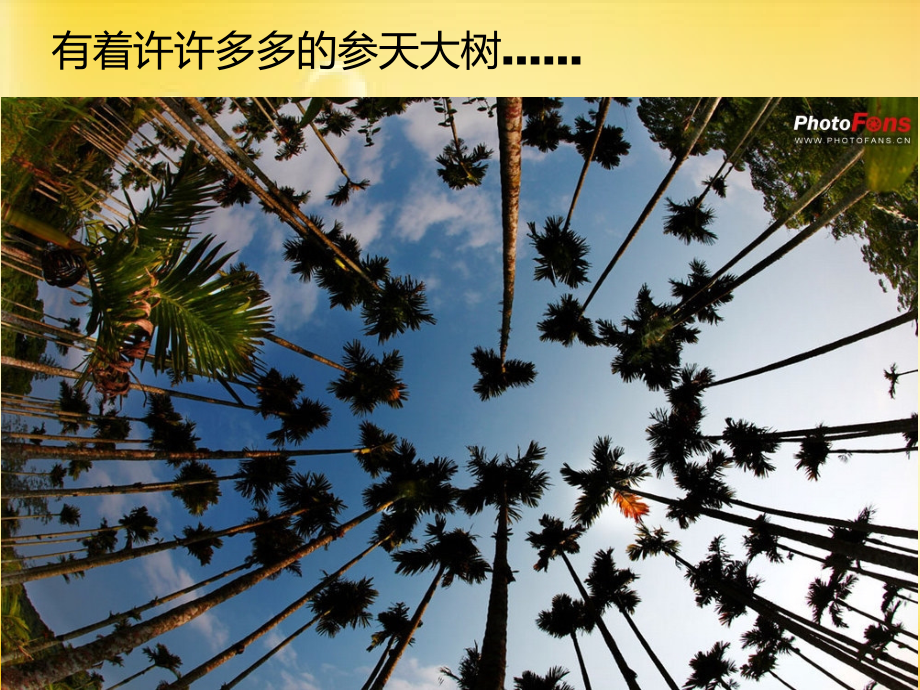 槟榔的危害.ppt_第2页