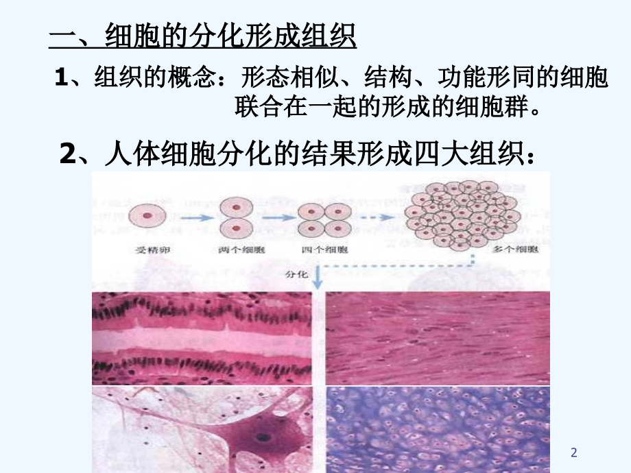 动物体的结构层次1.ppt_第2页