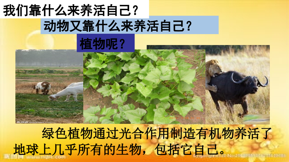 绿色植物是生物圈中有机物的制造者PPT.ppt_第1页