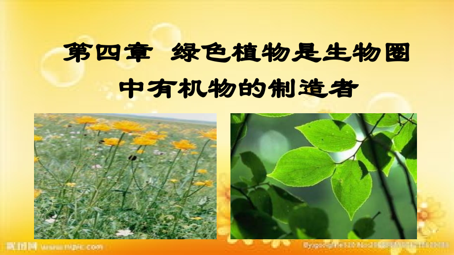 绿色植物是生物圈中有机物的制造者PPT.ppt_第2页