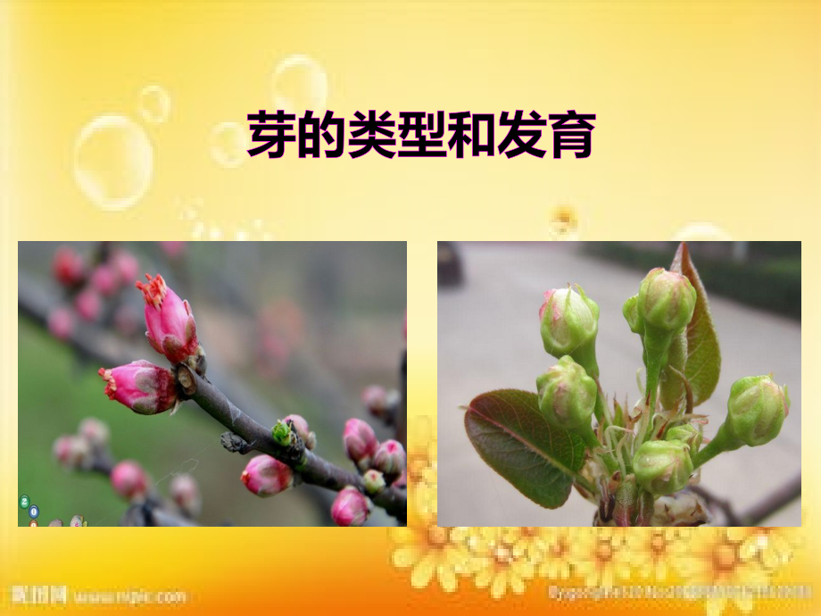 第六节《芽的类型和发育》课件PPT.ppt_第1页