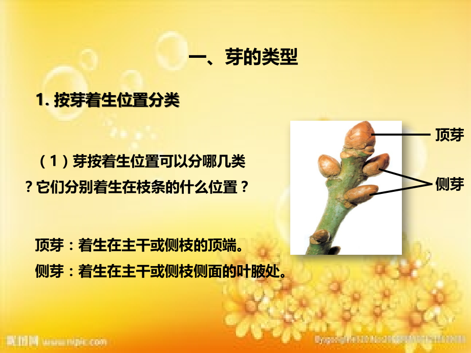 第六节《芽的类型和发育》课件PPT.ppt_第2页