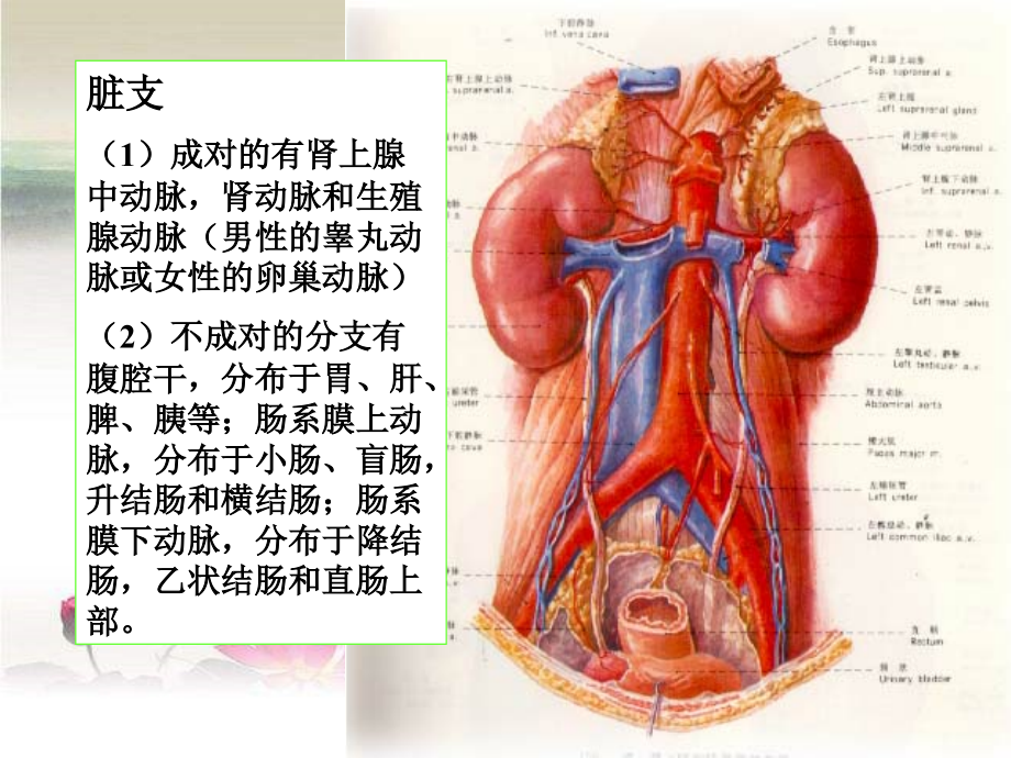 腹部血管疾病超声诊断.ppt_第2页