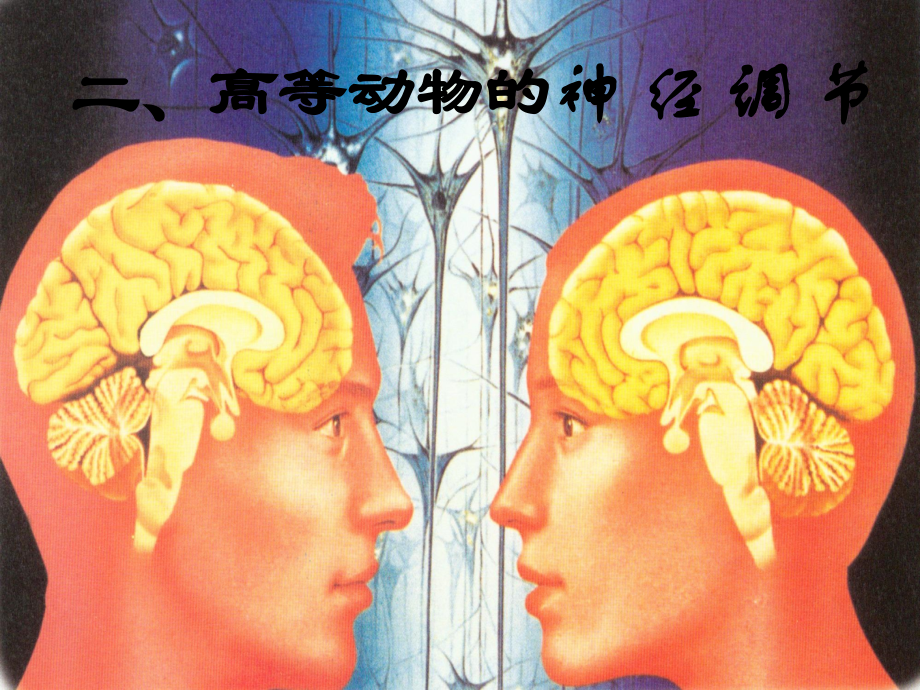 动物的神经调节.ppt_第1页