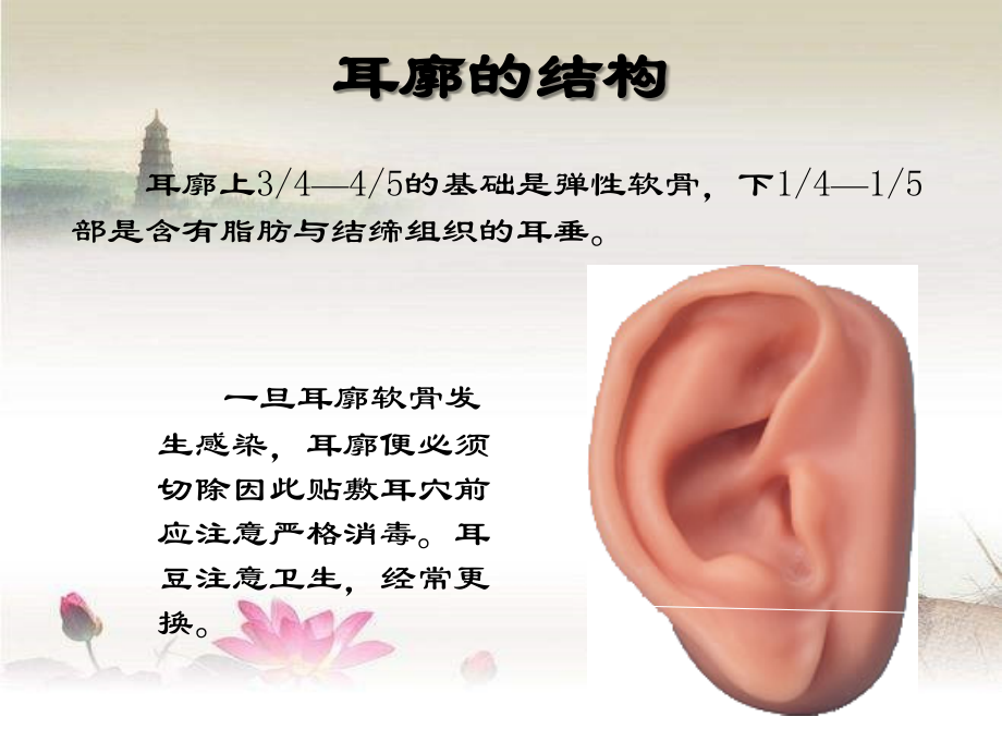 学习-耳穴快速记忆法定位法及各种操作方法ppt.ppt_第2页