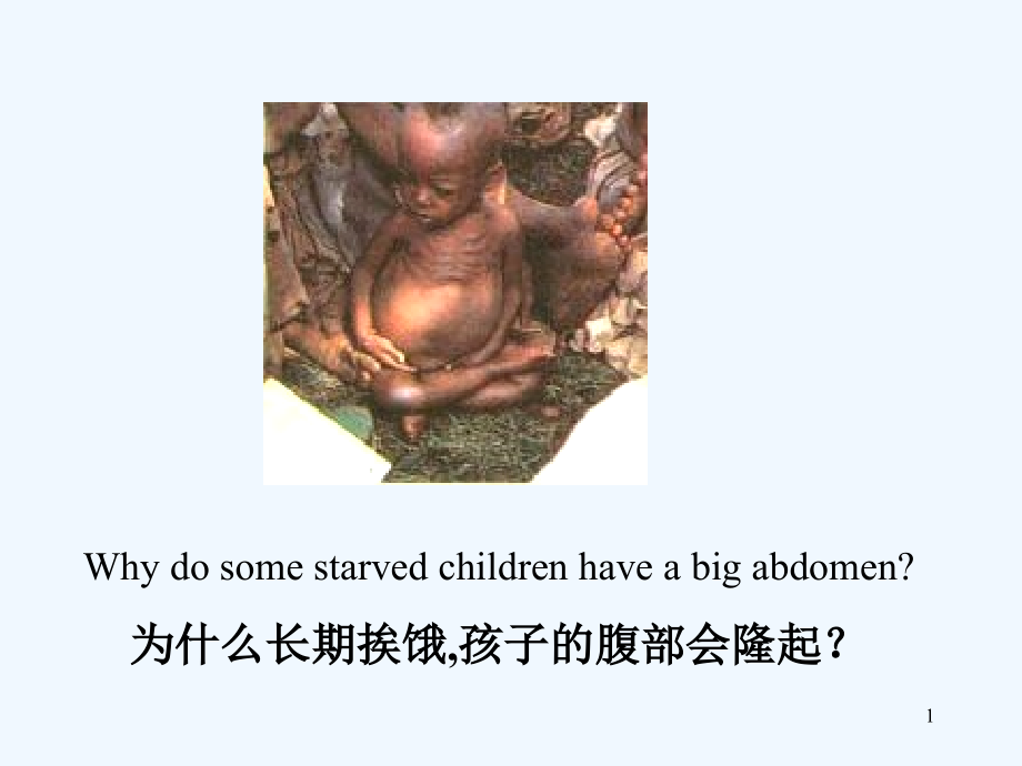 动物的营养.ppt_第1页