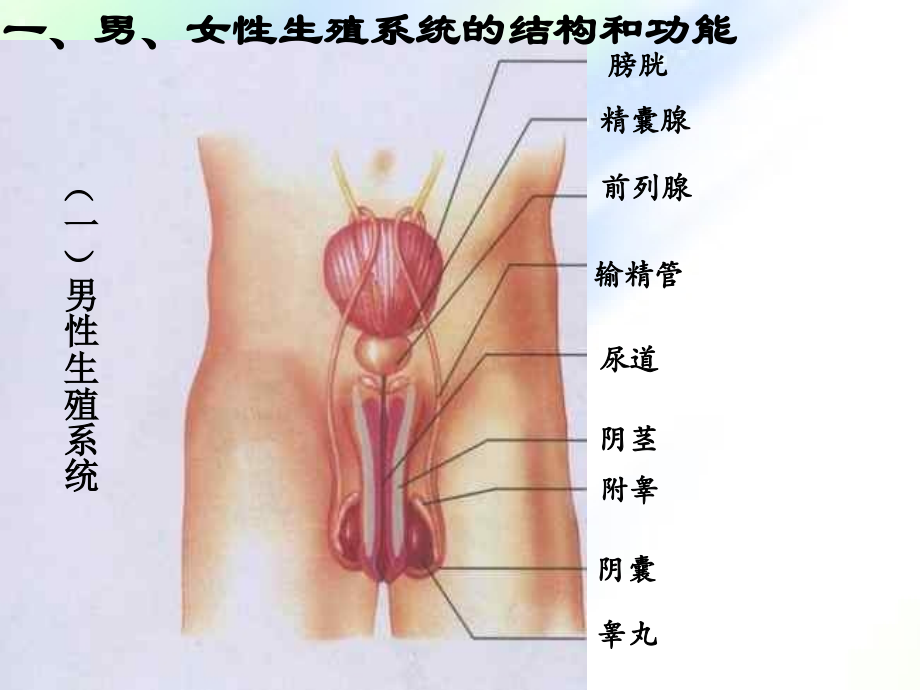 鲁教版五四制初二上册生物题纲.ppt_第2页