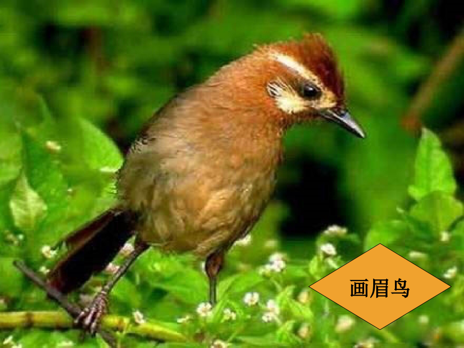 音乐课件《小鸟小鸟》.ppt_第2页