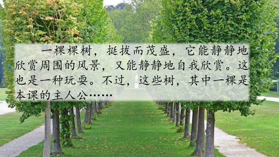 我变成了一棵树.pptx_第2页