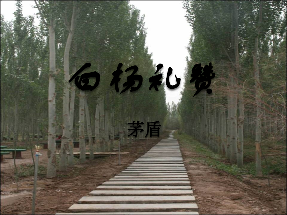 白杨礼赞复习.ppt_第1页