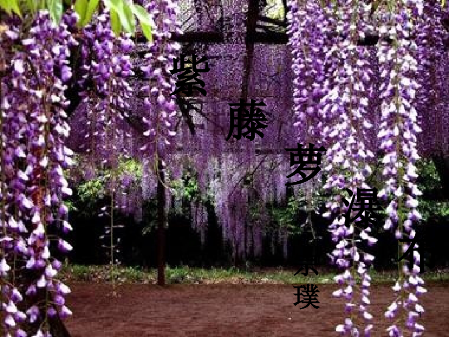 人教版紫藤萝瀑布.ppt_第1页