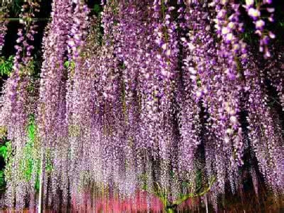 人教版紫藤萝瀑布.ppt_第2页