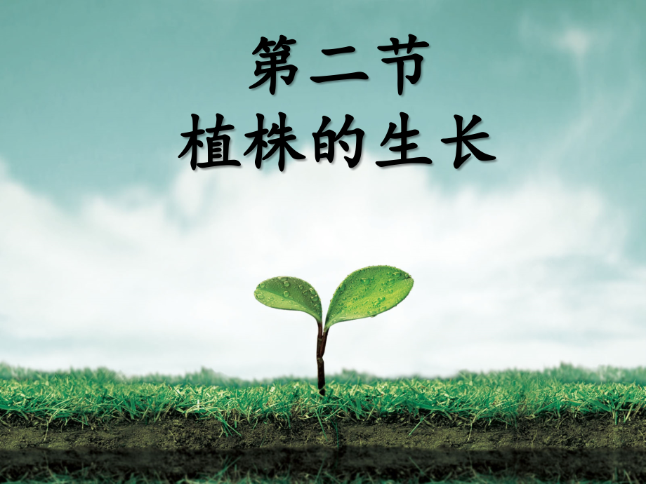 植株的生长课件(新人教版).ppt_第1页