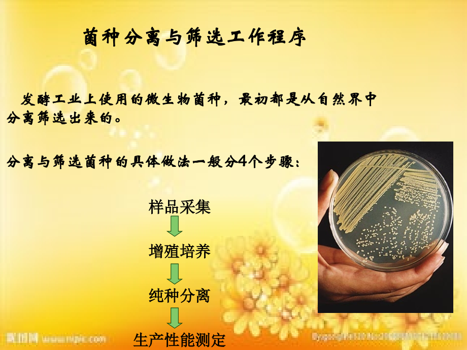 第二章-工业微生物产生菌的分离筛选PPT.ppt_第2页