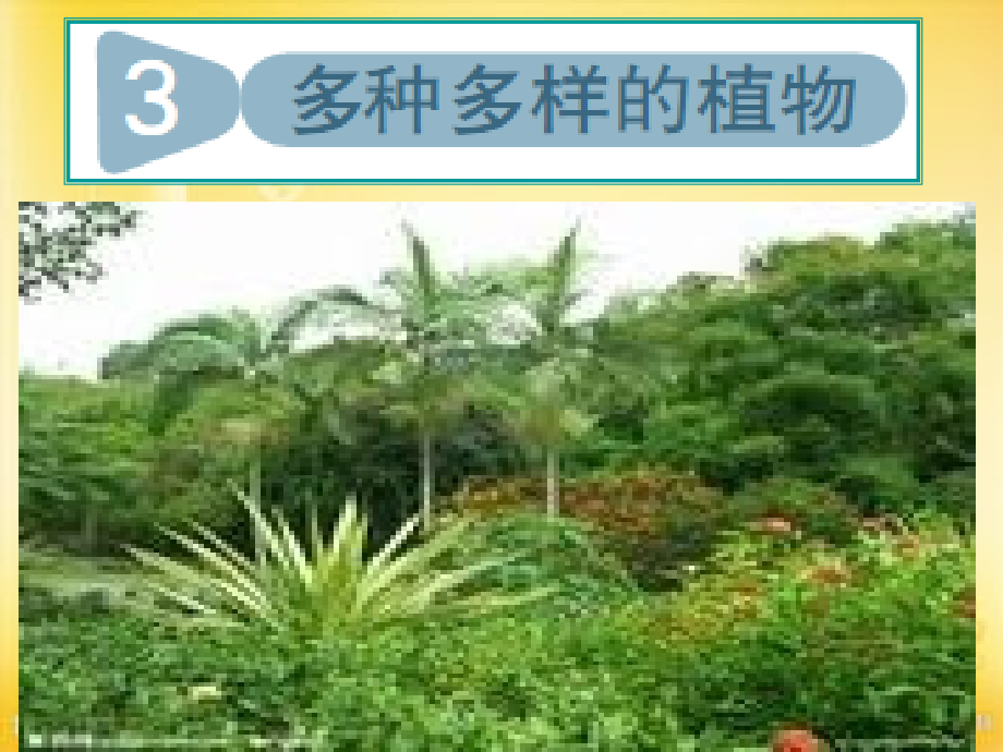 教科版科学六年级上册《多种多样的植物》.ppt_第1页