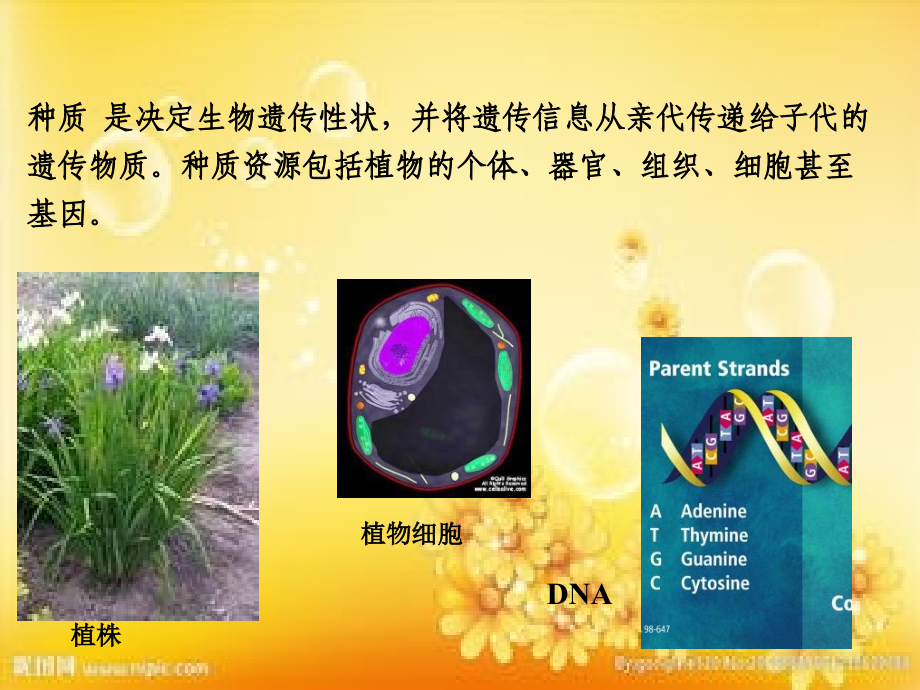 第2章种质资源.ppt_第2页