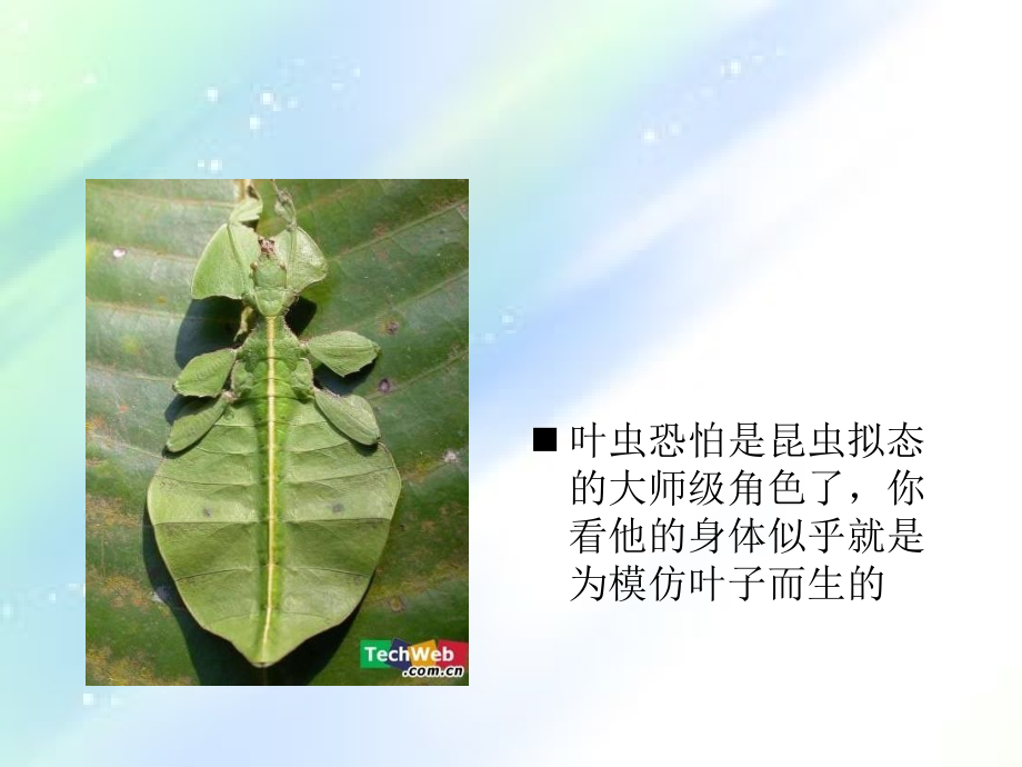 有趣的生物现象.ppt_第2页
