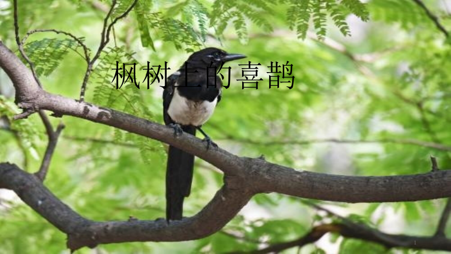 枫树上的喜鹊(3).pptx_第1页