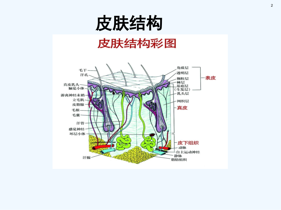 伤口评估及处理.pptx_第2页