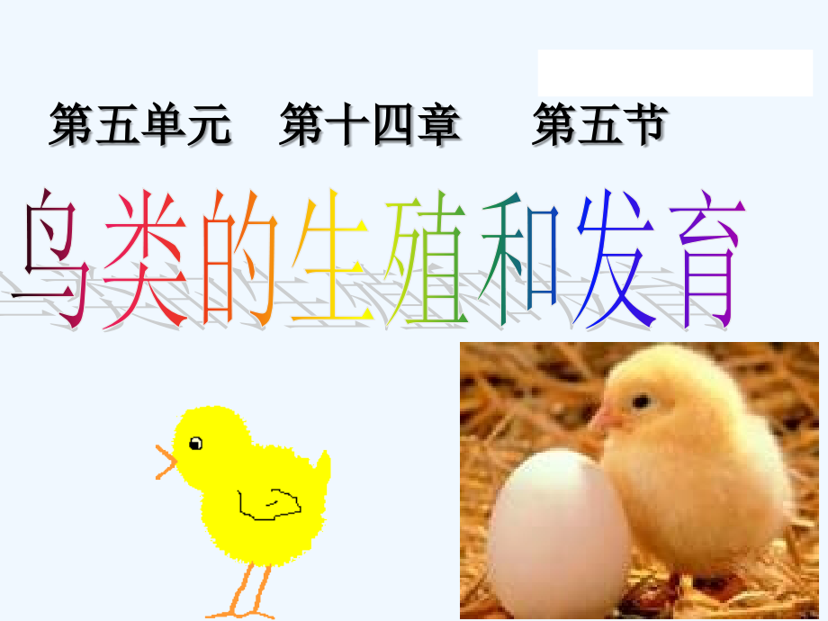 人教版鸟类的生殖和发育.ppt_第2页