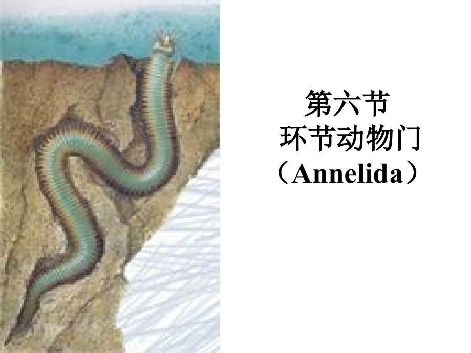 动物生物学课件15(西北大学).ppt_第1页