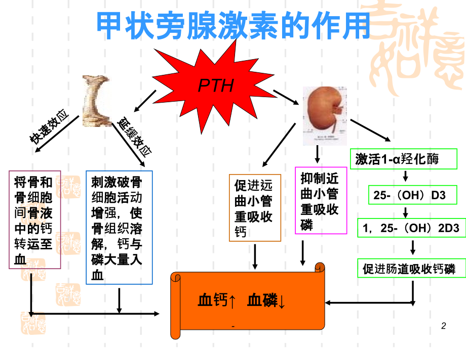 甲状旁腺功能减退--精美.ppt_第2页