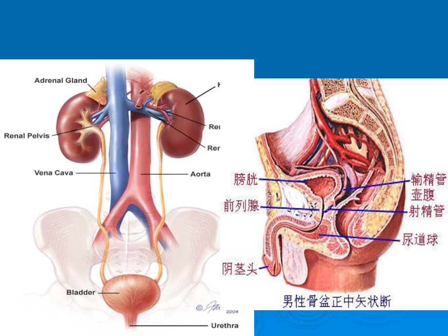 护士分层培训：泌尿系结石与护理.ppt_第2页