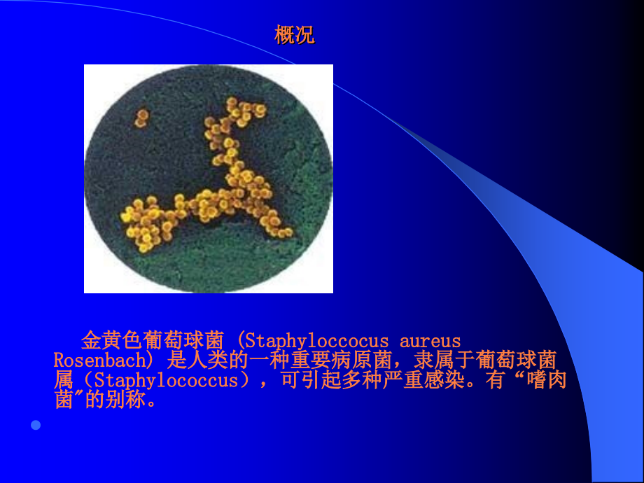 金黄色葡萄球菌检验与计数1.ppt_第2页