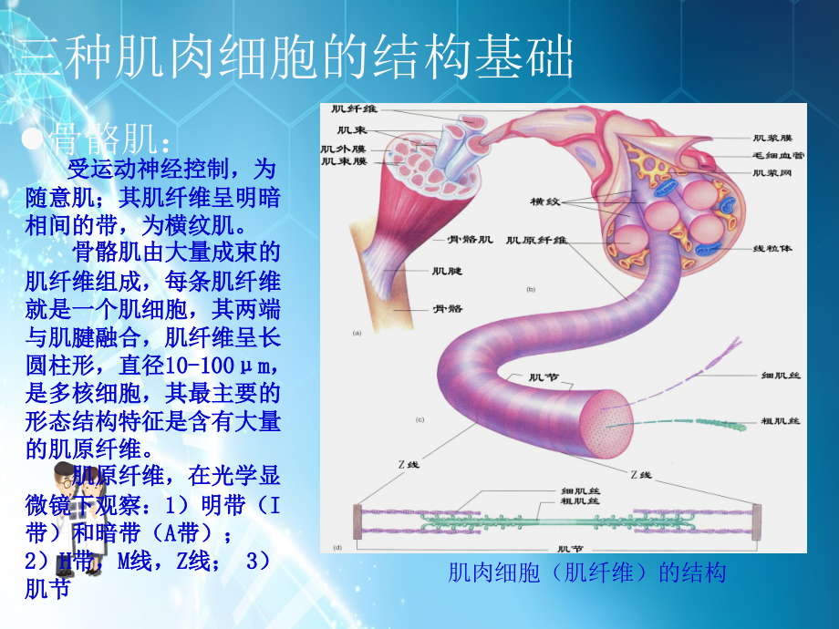 骨骼肌、心肌、平滑肌的比较.ppt_第2页