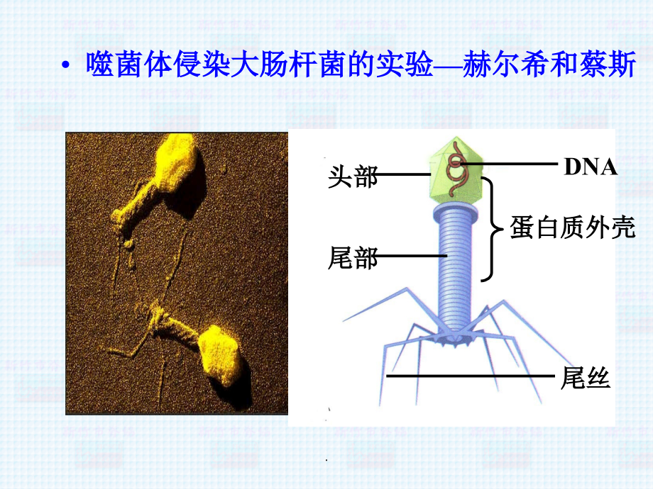 遗传信息的传递和表达.ppt_第2页