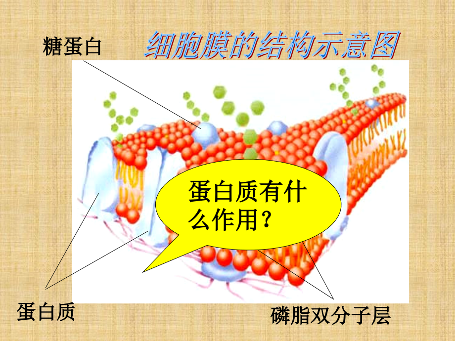 物质跨膜运输方式.ppt_第1页