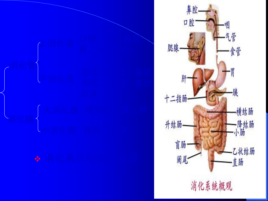 消化系统概述.ppt_第2页
