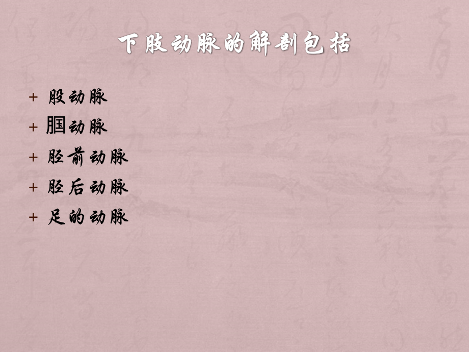 下肢动脉解剖.ppt_第2页