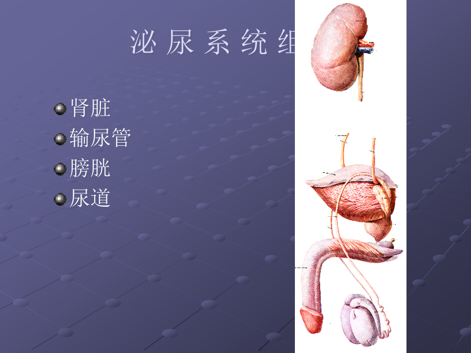 泌尿系统疾病课件.ppt_第2页